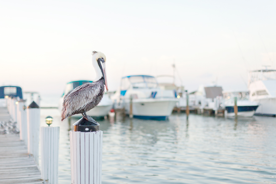 Islamorada Fish Company C&M08