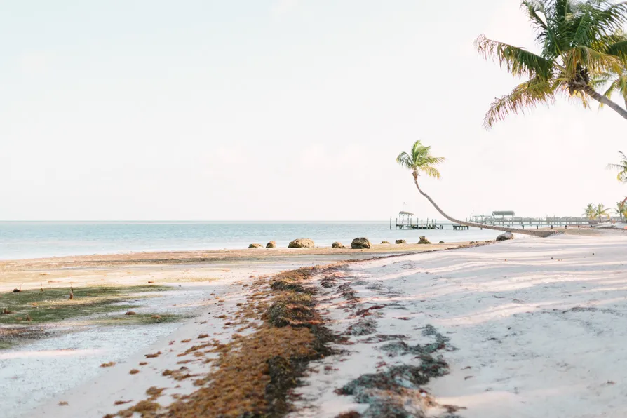 A serene beach with clear skies and a palm tree leaning over the shore.
