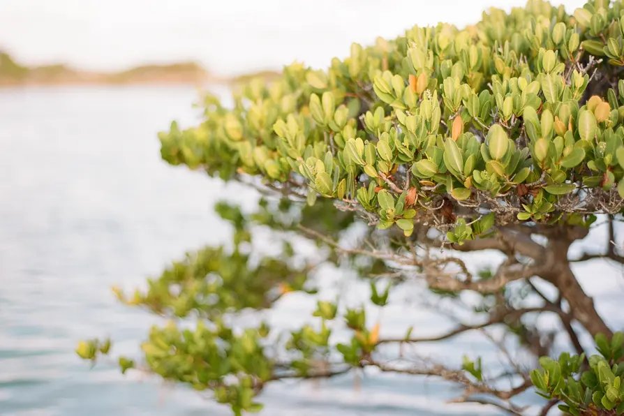 A colorful, abstract digital artwork with swirling patterns and vibrant colors.