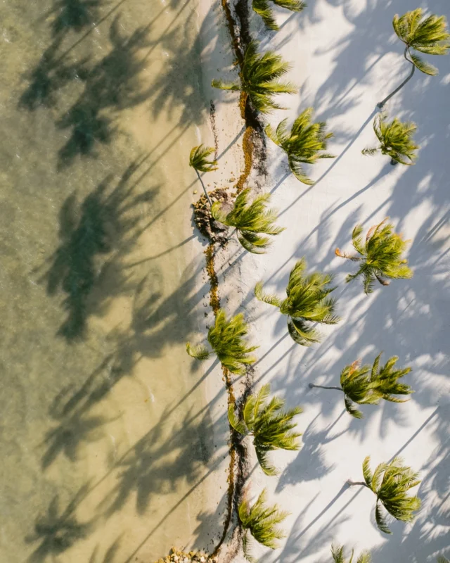 Just imagine saying “I do” with the ocean breeze in your hair, soft white sand under your feet, and palm trees swaying in rhythm with your love story. This dreamy coastal paradise is the perfect backdrop for a wedding that feels like a scene from a movie.

Pure magic. Pure romance. Pure you.

#DestinationWedding #OceanVibes #PalmTreeParadise #BeachWeddingGoals #SayIDoWithAView #WeddingUnderThePalms #TropicalI Do #CoastalLoveStory #ToHostAWedding @cheecalodge @casitasatcheeca @bluewaterweddings